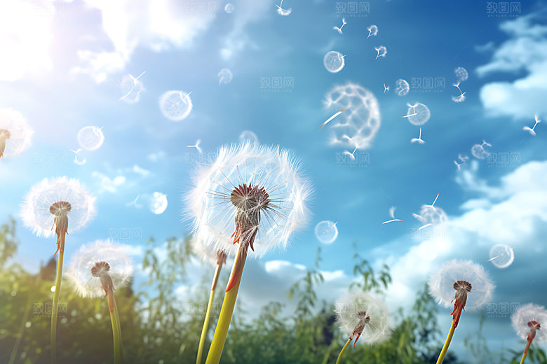 蒲公英种子自然摄影图