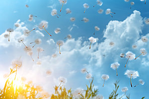 蒲公英种子花卉摄影图