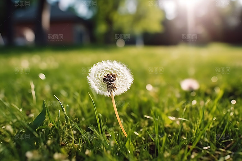 蒲公英花卉植物摄影图