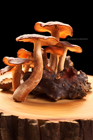 蘑菇菌菇山珍摄影图
