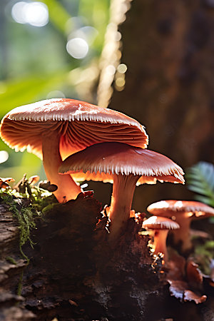 蘑菇自然生态摄影图