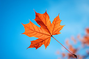 秋分自然节气摄影图
