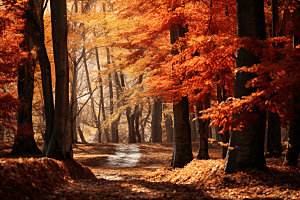 秋分秋景秋季摄影图