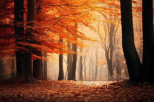 秋分秋天高清摄影图