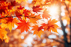 秋分自然秋季摄影图