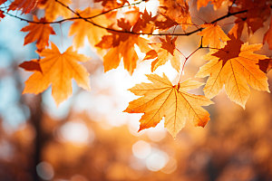 秋分秋季秋景摄影图