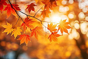 秋分自然秋天摄影图