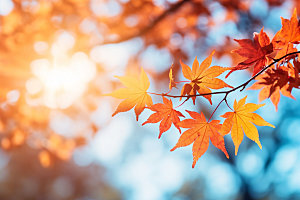 秋分秋景秋季摄影图