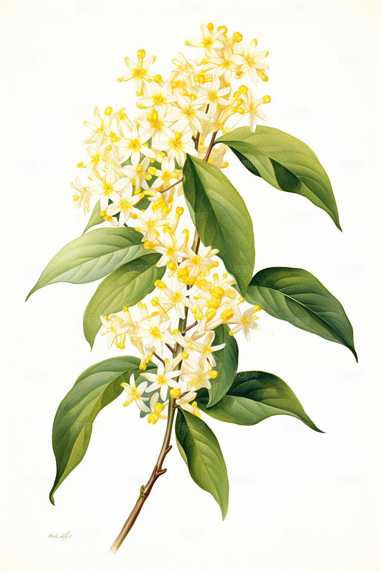 秋季风景桂花手绘插画矢量素材