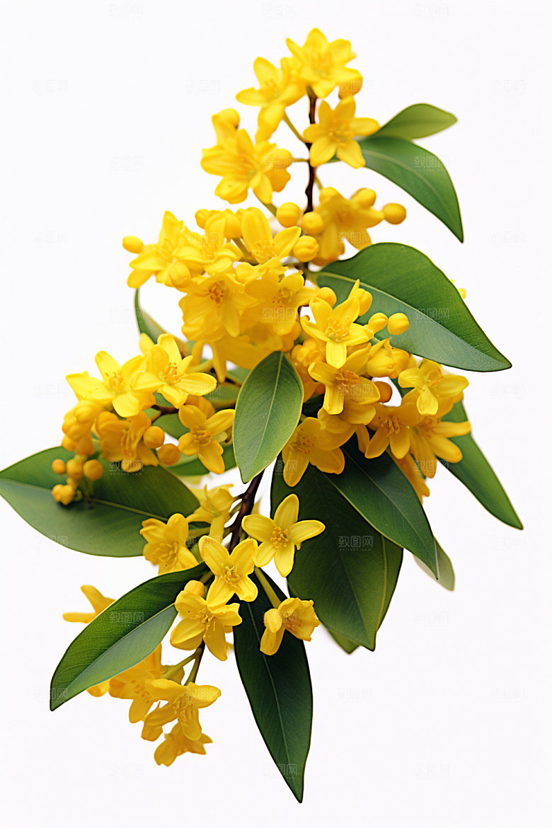 秋季风景桂花写实矢量元素