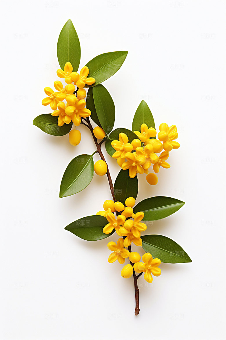 秋季风景清新桂花矢量元素