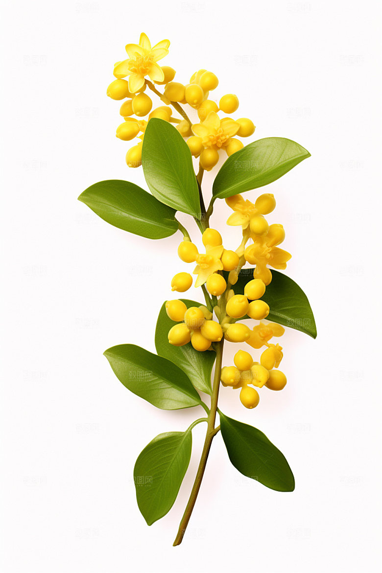 秋季风景花卉类桂花矢量元素