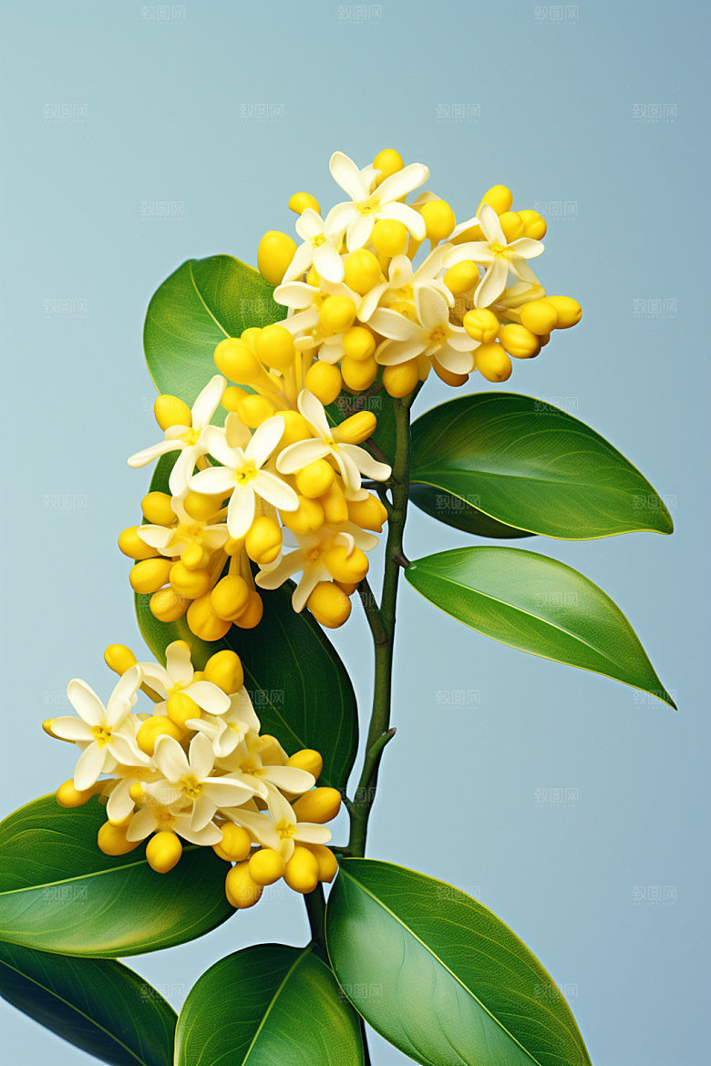秋季风景清新桂花矢量元素