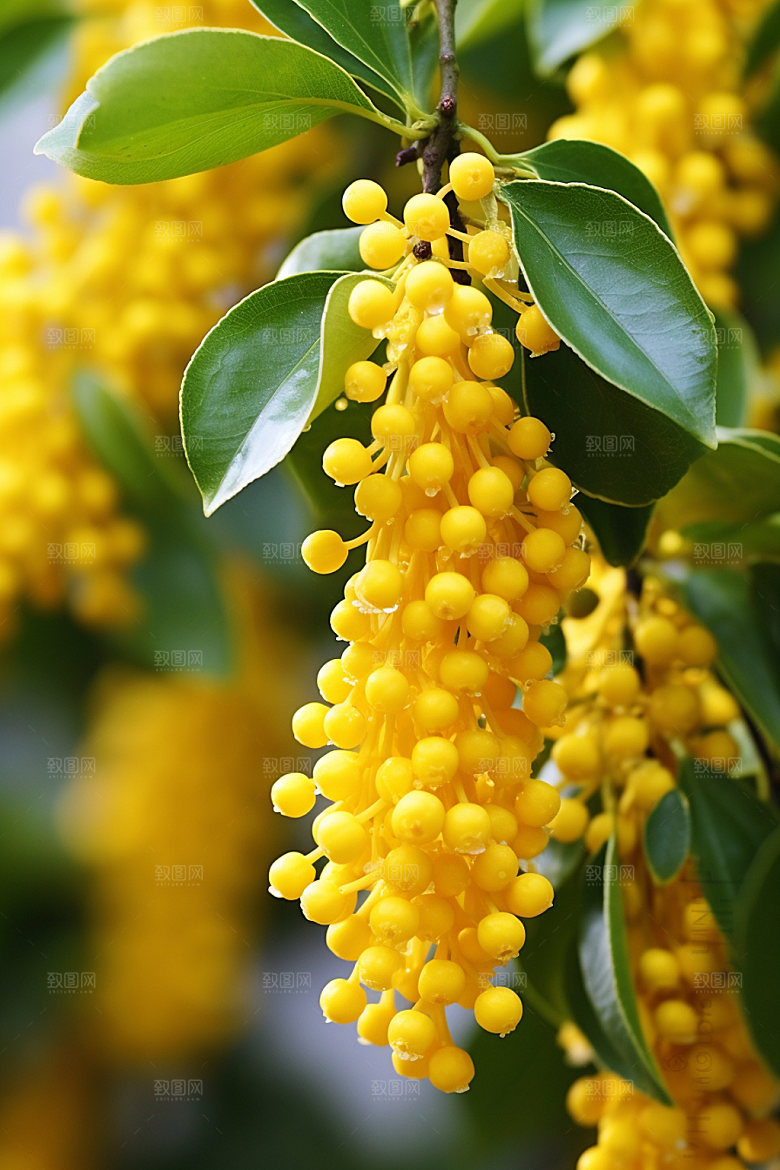 秋季风景金桂飘香桂花矢量摄影图