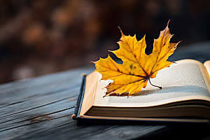 秋天读书阅读树林摄影图