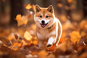 秋天森林与小动物自然可爱摄影图