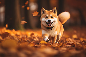 秋天森林与小动物生态秋季摄影图