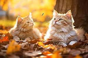 秋天森林与小动物秋季自然摄影图