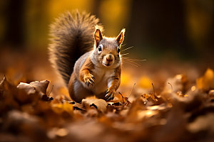 秋天森林与小动物秋季可爱摄影图