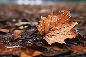 秋季自然秋叶摄影图