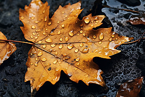 秋季自然秋色摄影图