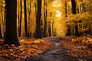 秋季山谷森林摄影图