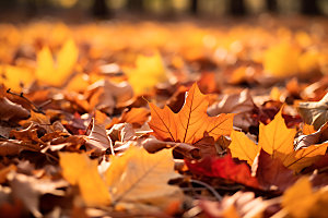 秋季高清森林摄影图