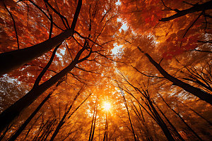 秋天景色自然摄影图