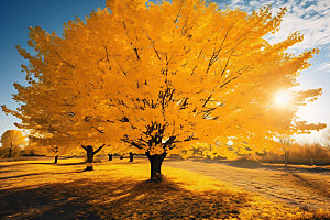 秋天红叶暖色调摄影图