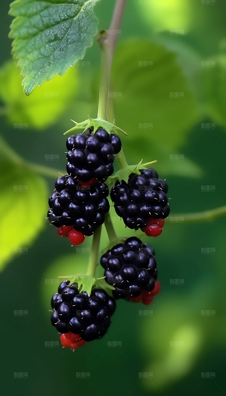 桑葚美味美食摄影图