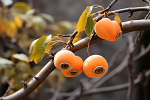 柿子新鲜秋天摄影图