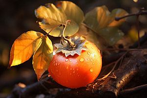柿子冬天自然摄影图