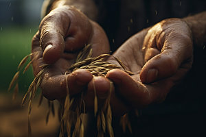 手捧稻谷小麦农业摄影图
