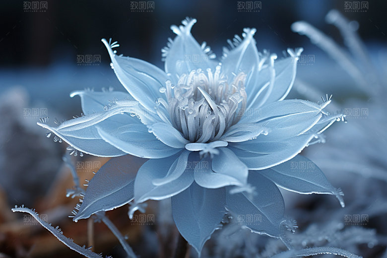 霜降应季风物摄影图