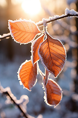 霜降秋季高清摄影图