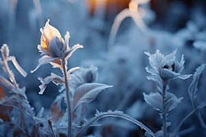 霜降季节应季摄影图