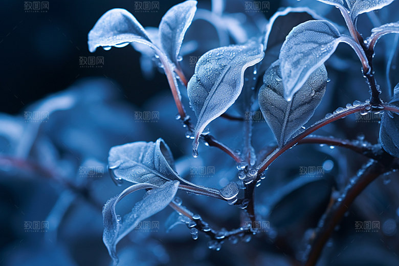 霜降季节秋天摄影图