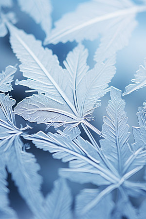 霜降季节节气摄影图