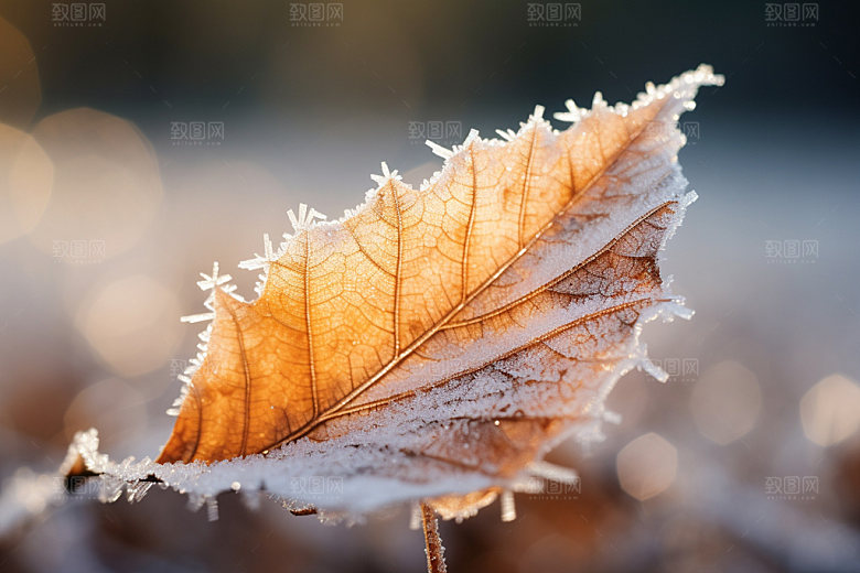 霜降风物秋季摄影图