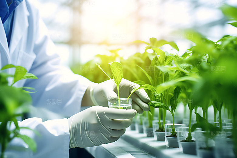 水培种植农业生产高清摄影图