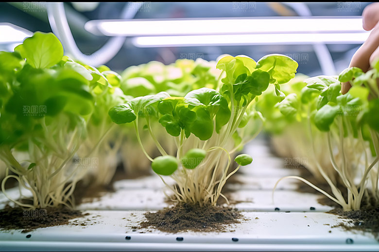 水培种植自动化农业生产摄影图