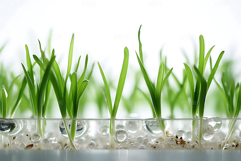 水培种植科技农业生产摄影图