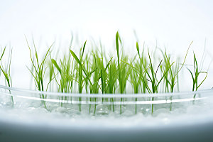 水培种植自动化高清摄影图