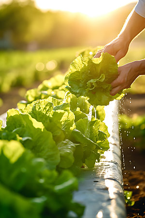 水培种植自动化农业技术摄影图