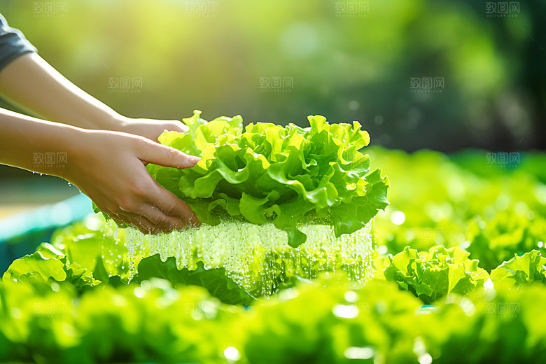 水培种植农业生产培育摄影图