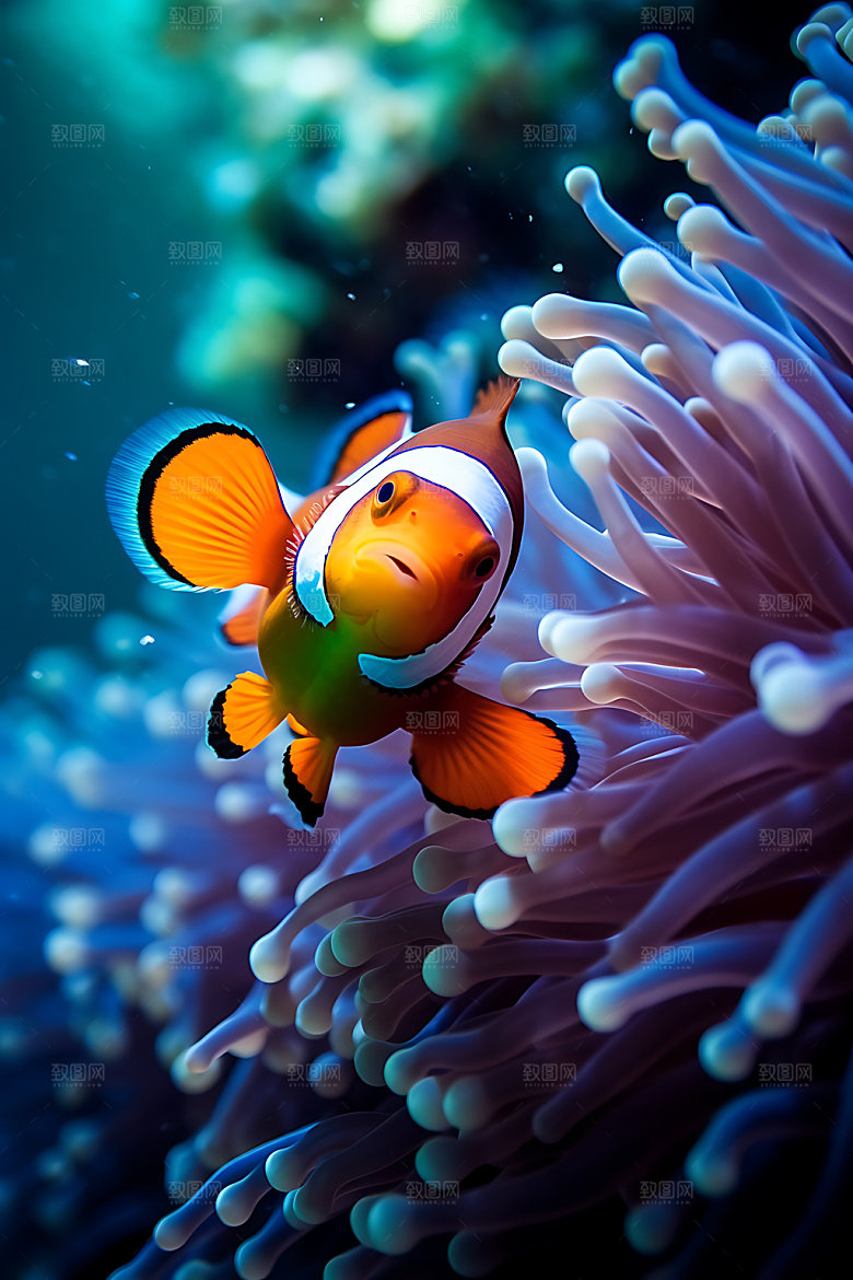 海底世界海洋生物自然摄影图