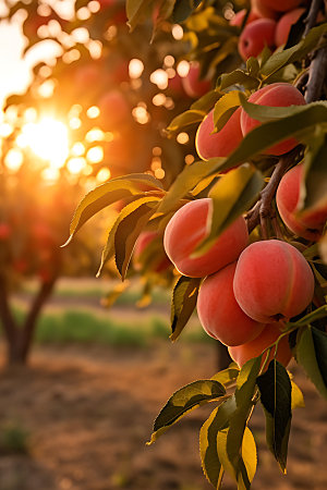 桃子果园水果桃子摄影图