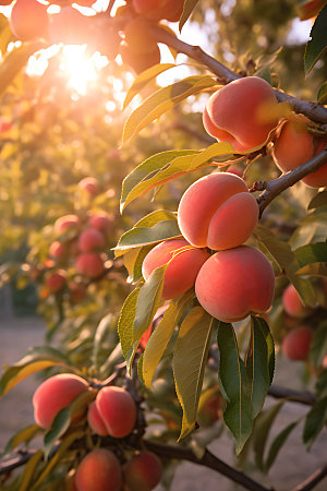 桃子果园农产品自然摄影图