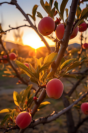 桃子果园自然高清摄影图