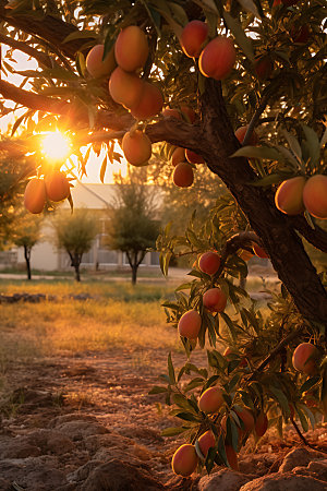 桃子果园农产品桃子摄影图